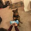 tobyree